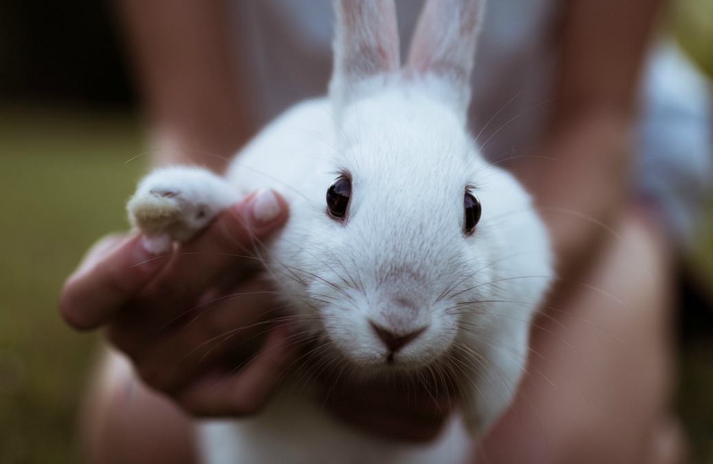 True Story: I Trained Bunnies For Agility Competitions