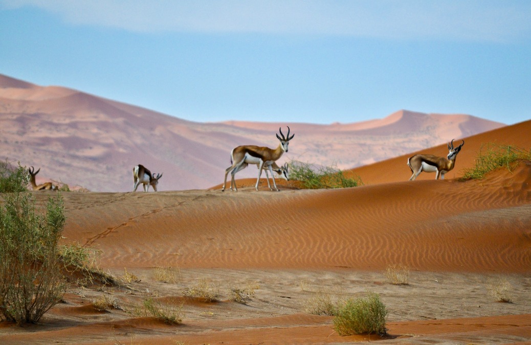 Mini Travel Guide: Namibia